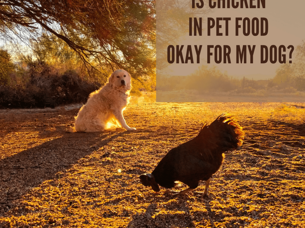 no chicken by product dog food