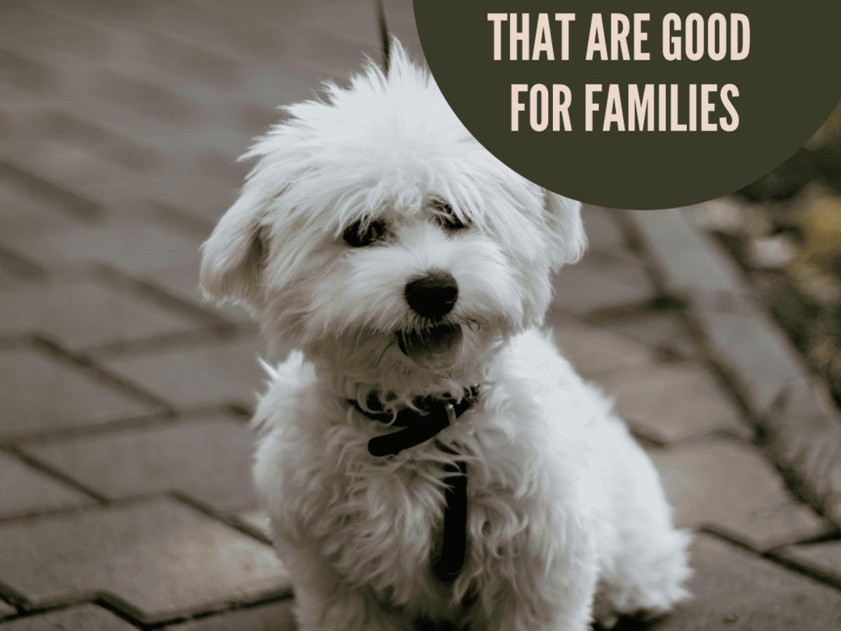 7 Small Dog Breeds That Are Great for Families (and a Few That Aren't) -  PetHelpful