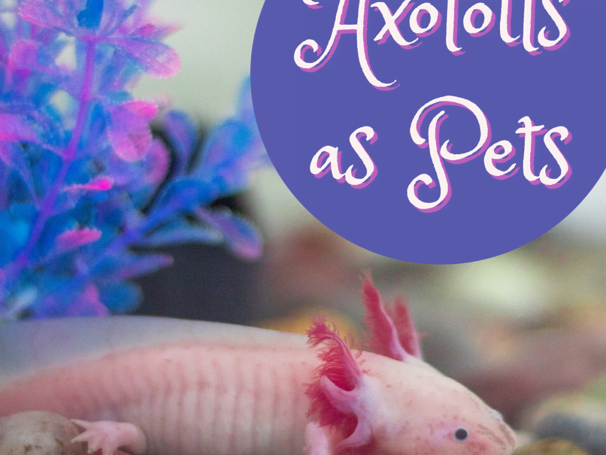 How To Keep A Mexican Walking Fish Axolotl As A Pet Pethelpful