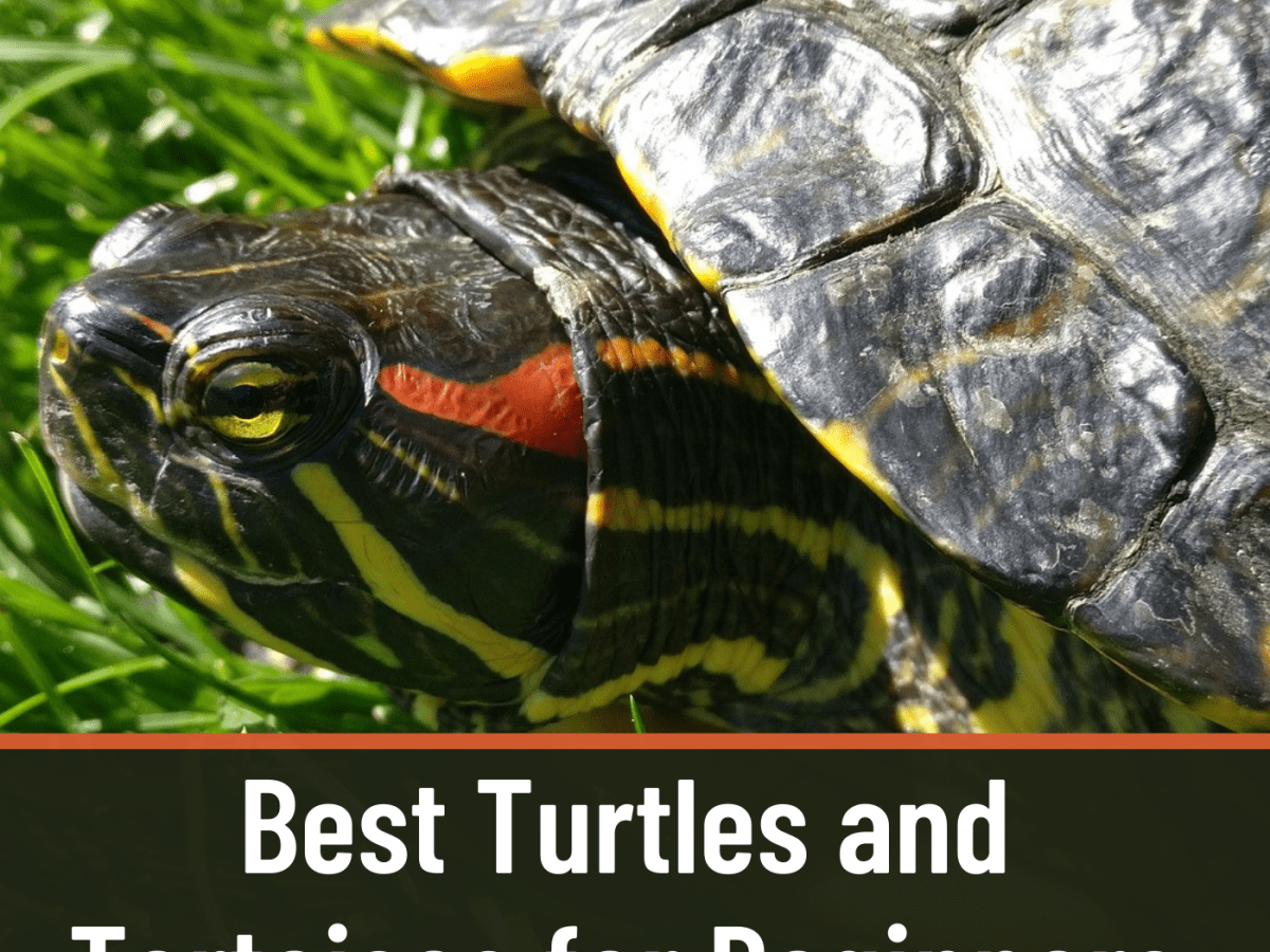 types of pet water turtles