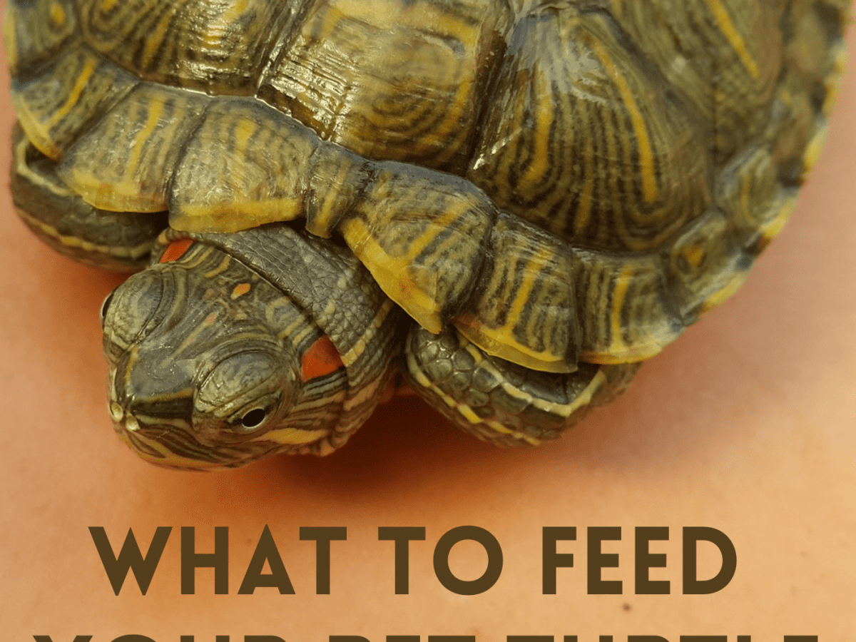 What Do Pet Turtles Eat Pethelpful