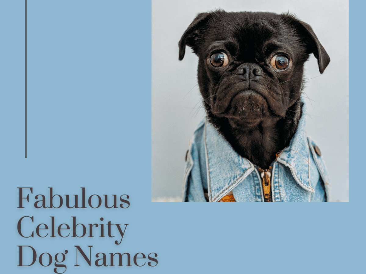 Celebrity Dog Names Pethelpful