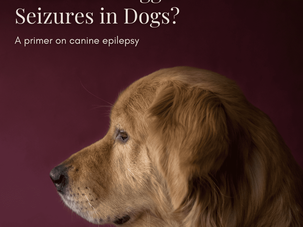 can too much protein cause seizures in dogs