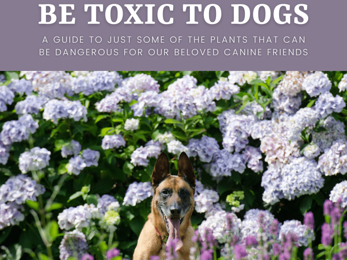 how to stop dogs from eating hostas