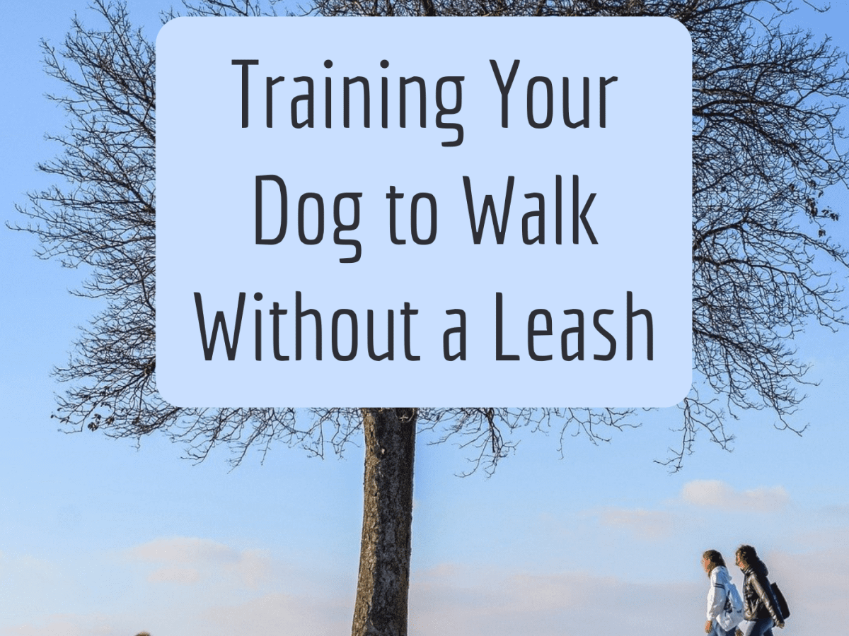 without a leash