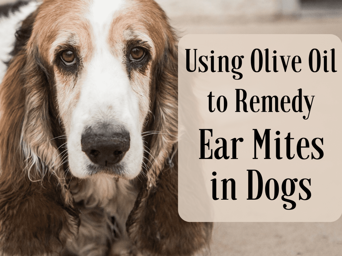 can dog mites make humans itch