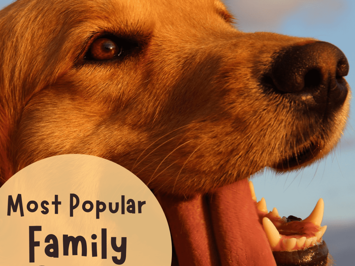 which dog breed eats the most