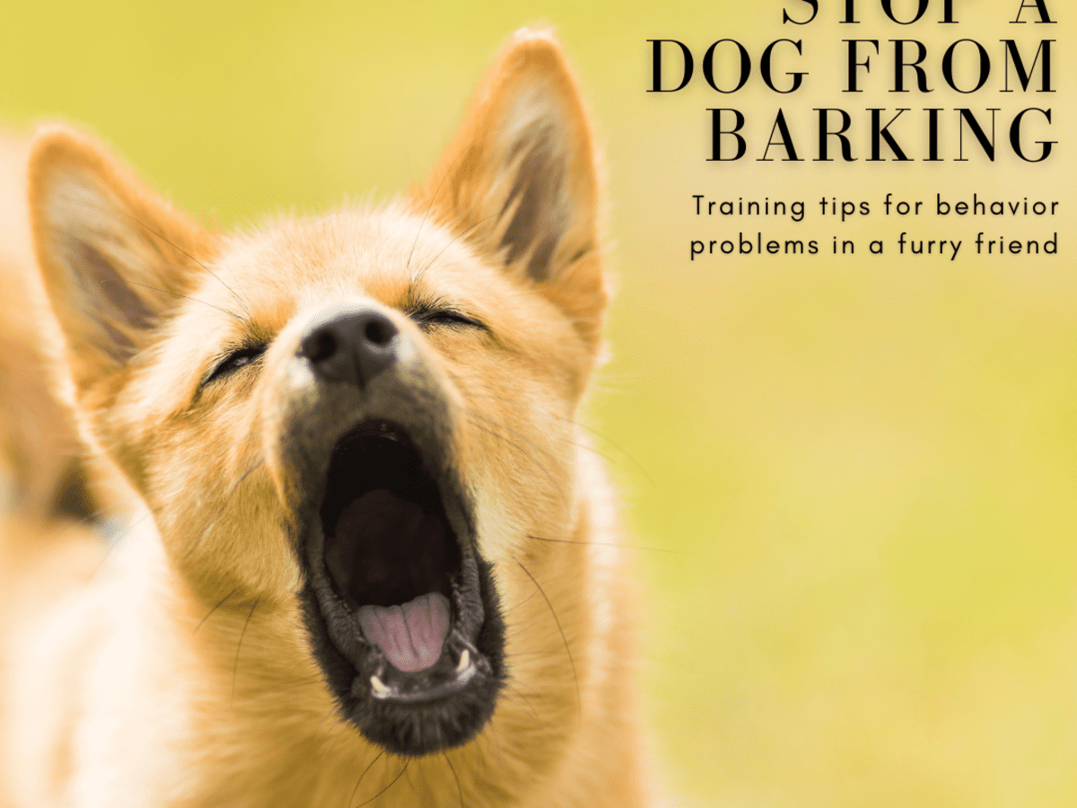 dog training excessive barking