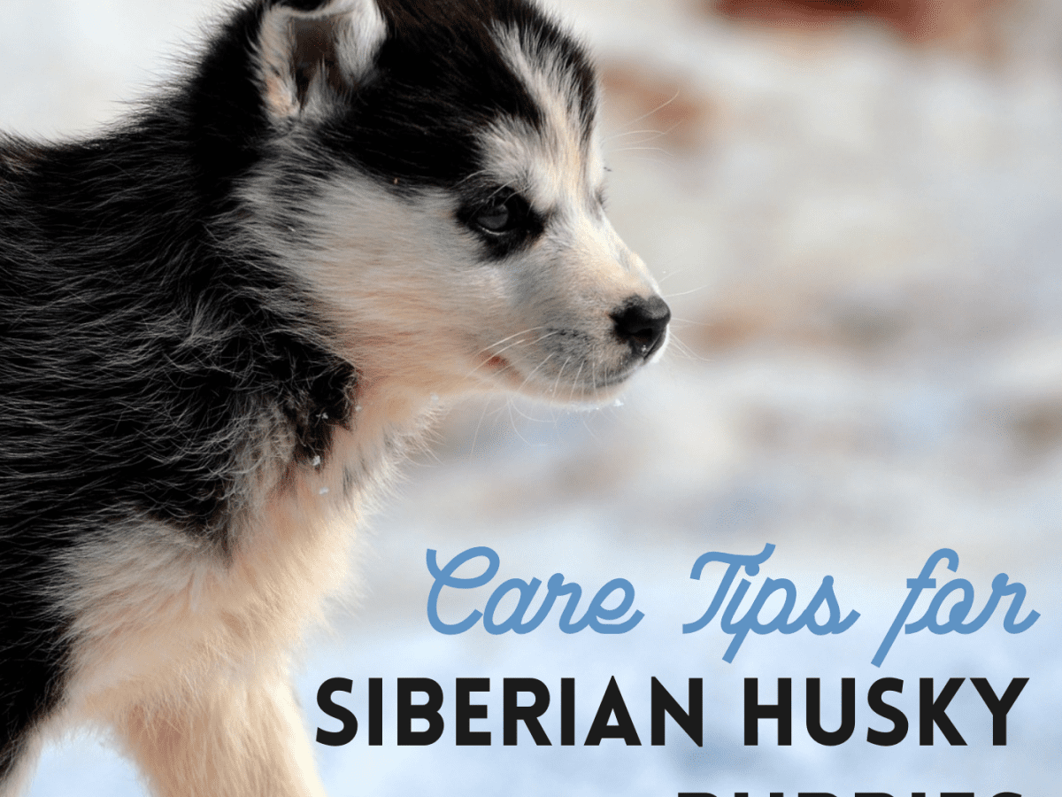 How To Train And Take Care Of A New Siberian Husky Puppy Pethelpful