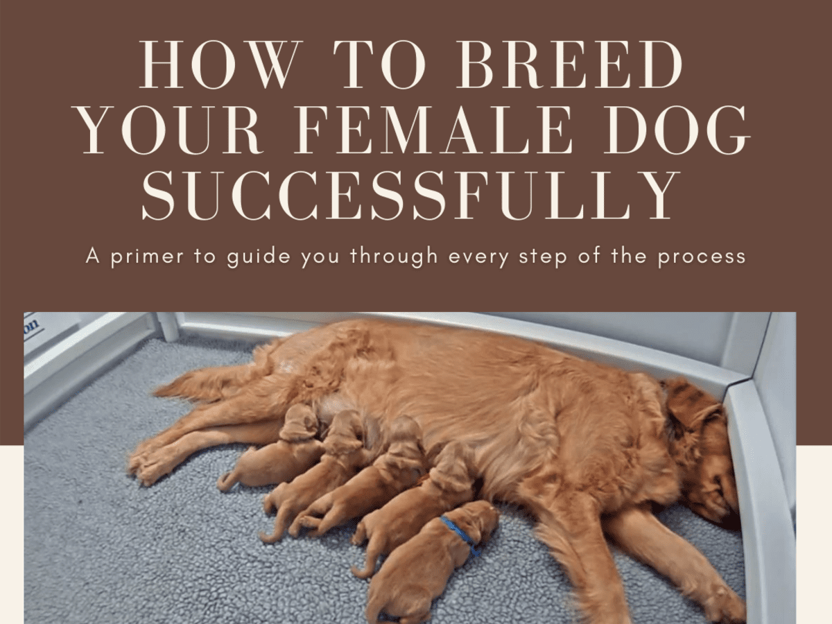 how long will my male dog be interested in my female dog