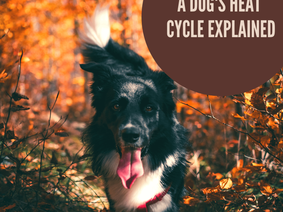 The Dog S Heat Cycle Explained Pethelpful