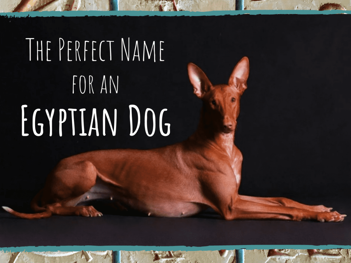 did ancient egypt have dogs