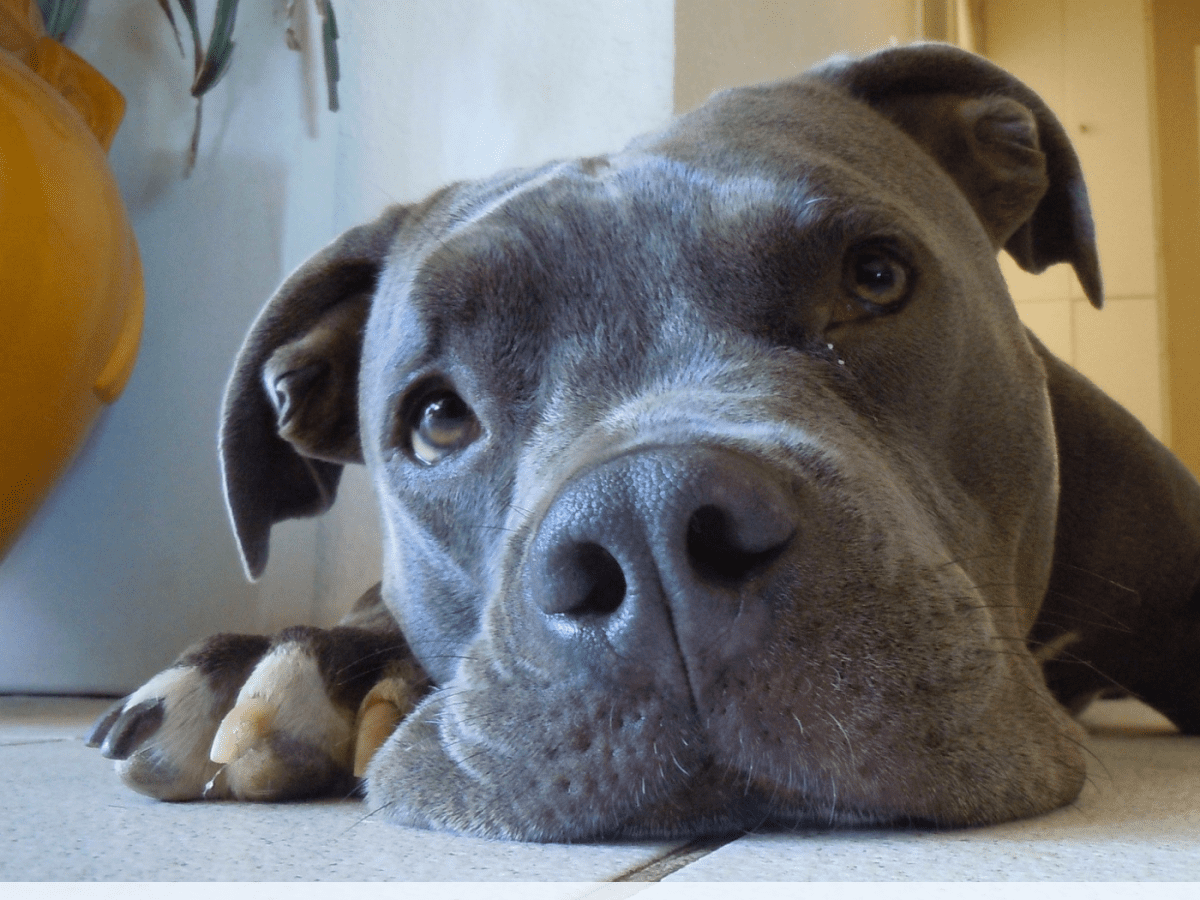 10 Dog Breeds Most Commonly Mistaken For Pit Bulls Pethelpful