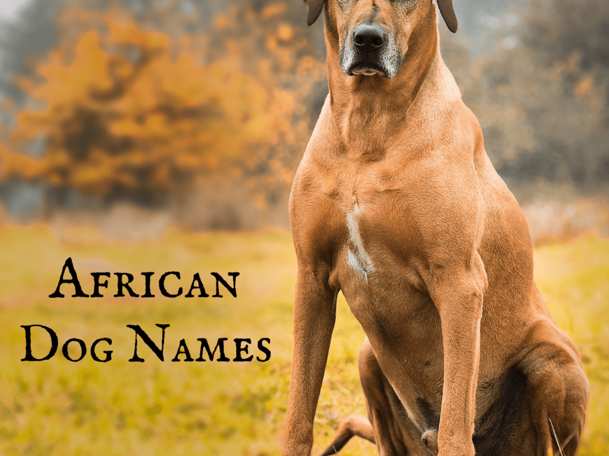 tracking dog names