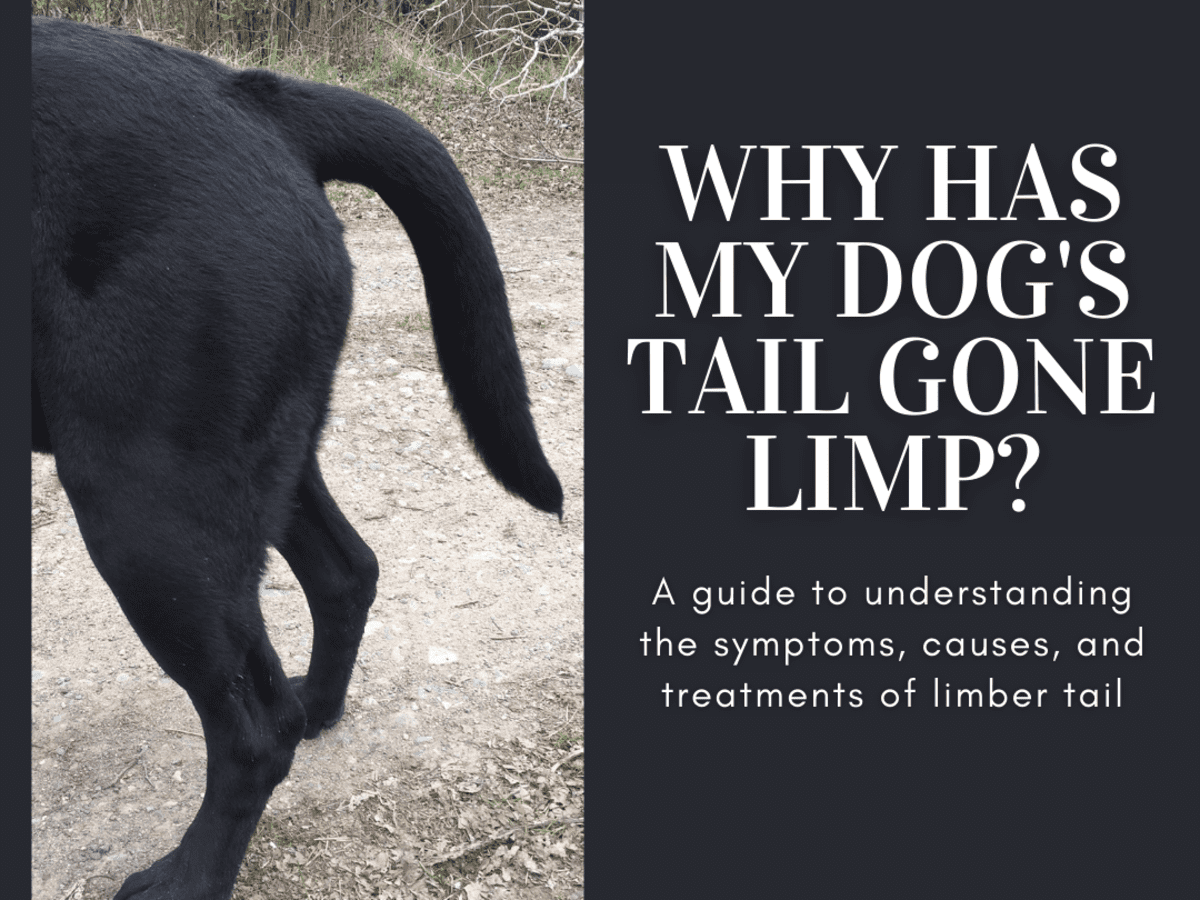 Dog Holding Tail to One Side : Unveiling the Hidden Meaning of Canine Tail Positions