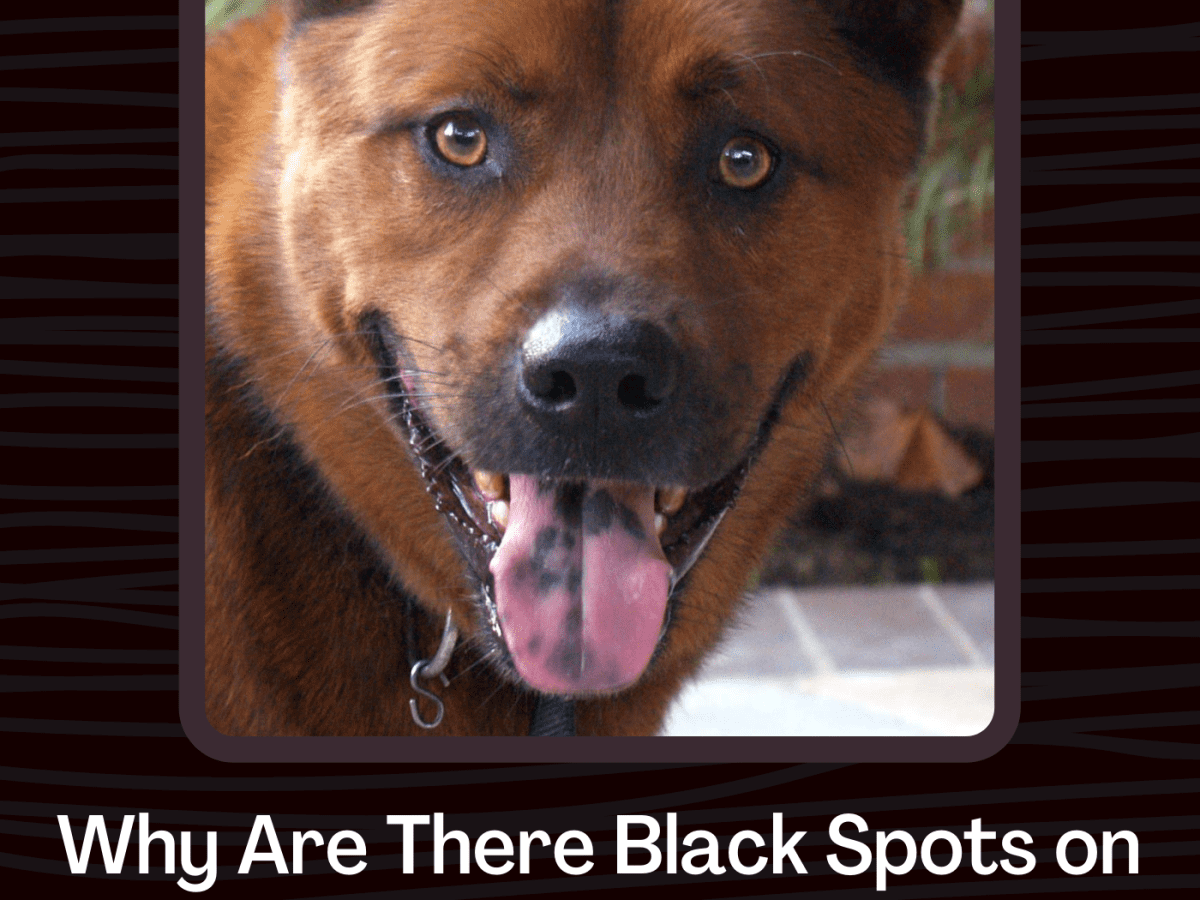 what do black dogs symbolize