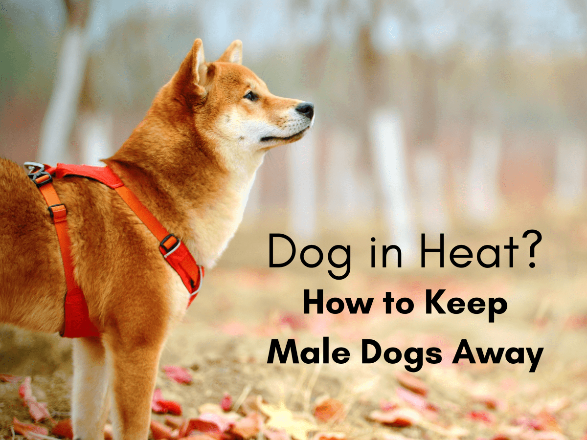 How To Fuck Female Dogs