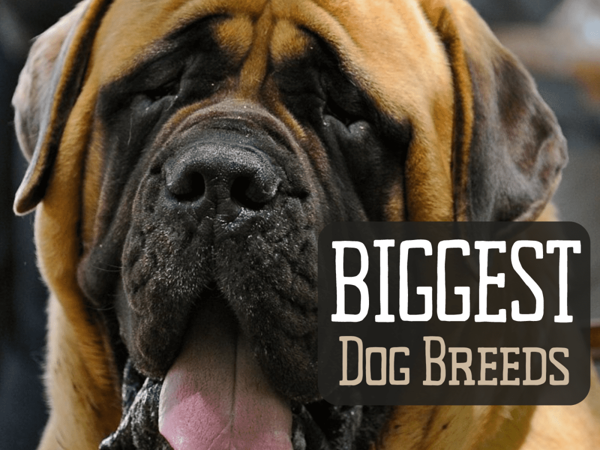 worlds biggest dog