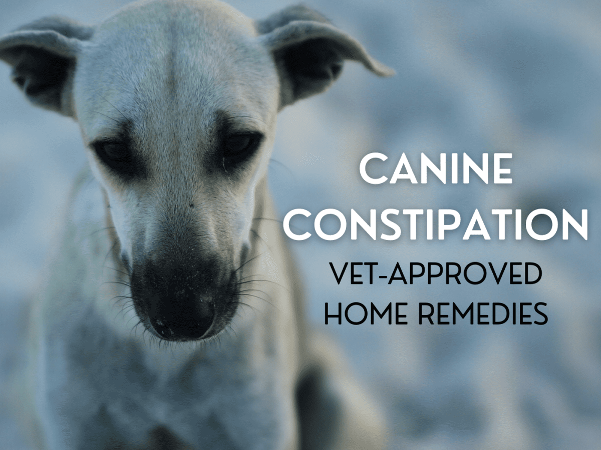 can uti in dogs cause constipation