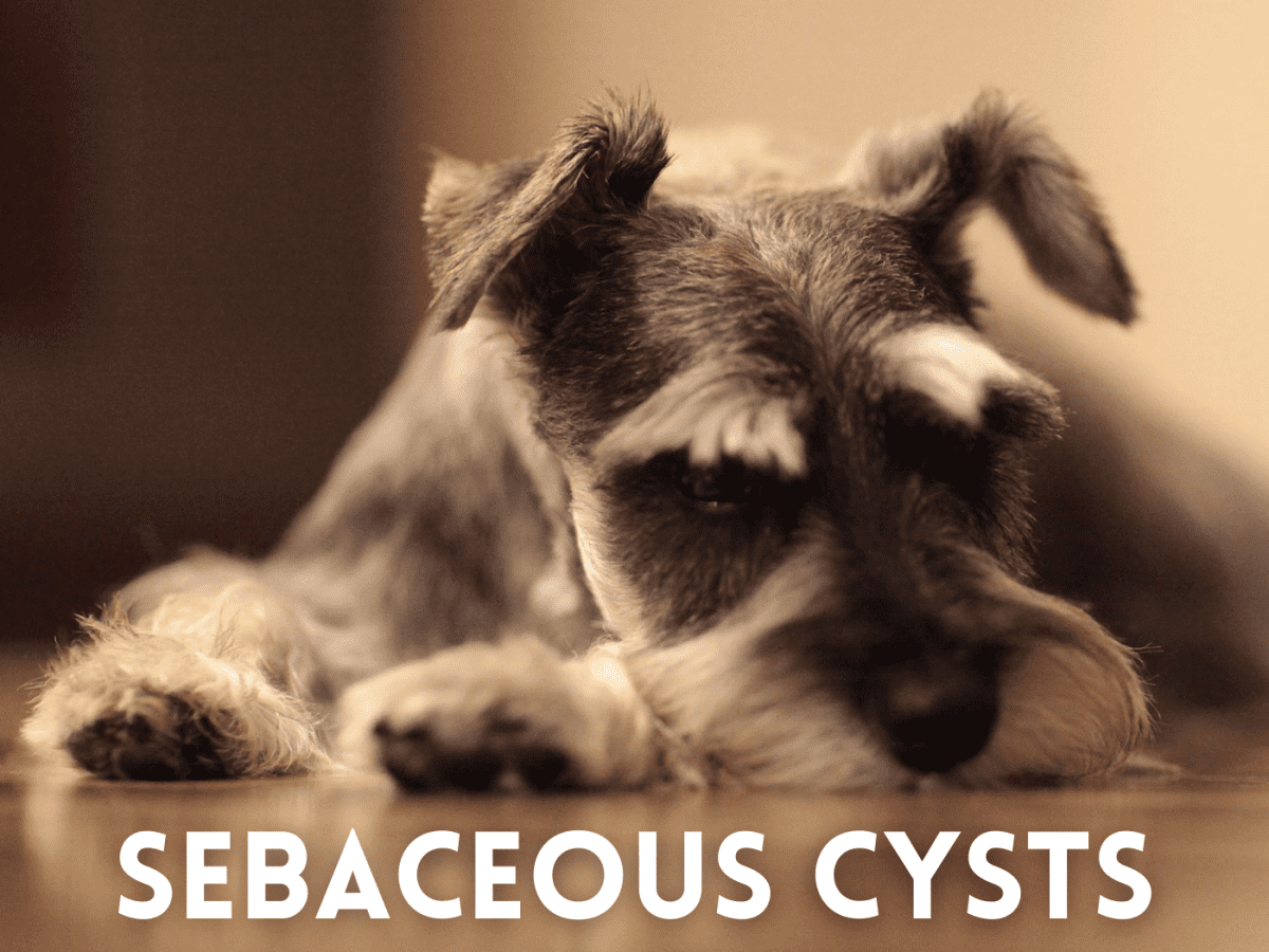 Understanding Sebaceous Cysts in Dogs: What Are They and What Should You Do?  - PetHelpful