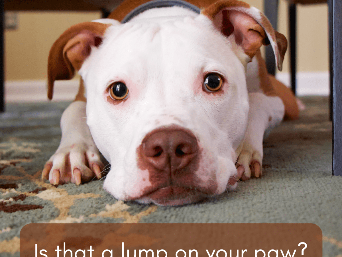 What Causes Sores On Dogs Paws