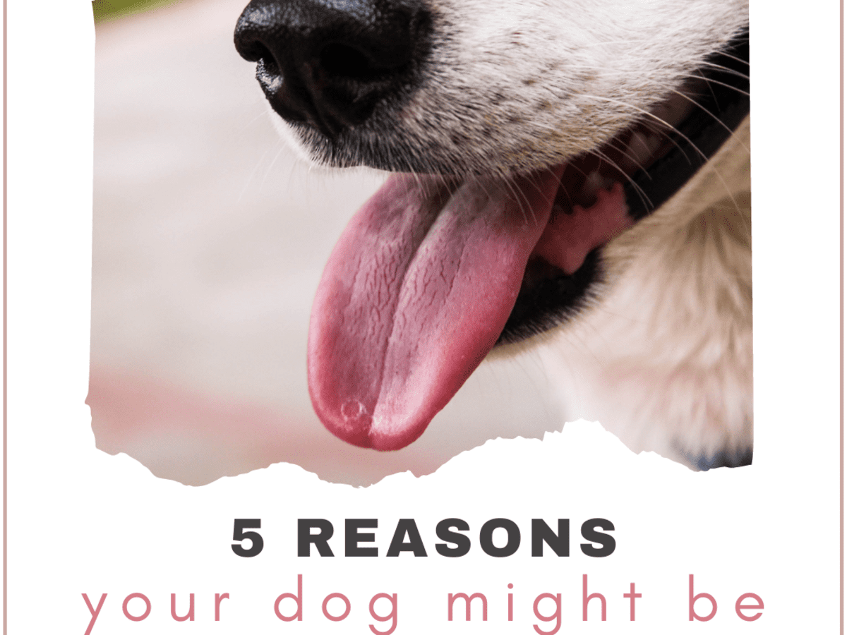 Why Is My Dog Coughing Up Foam? (Five Common Causes) - PetHelpful