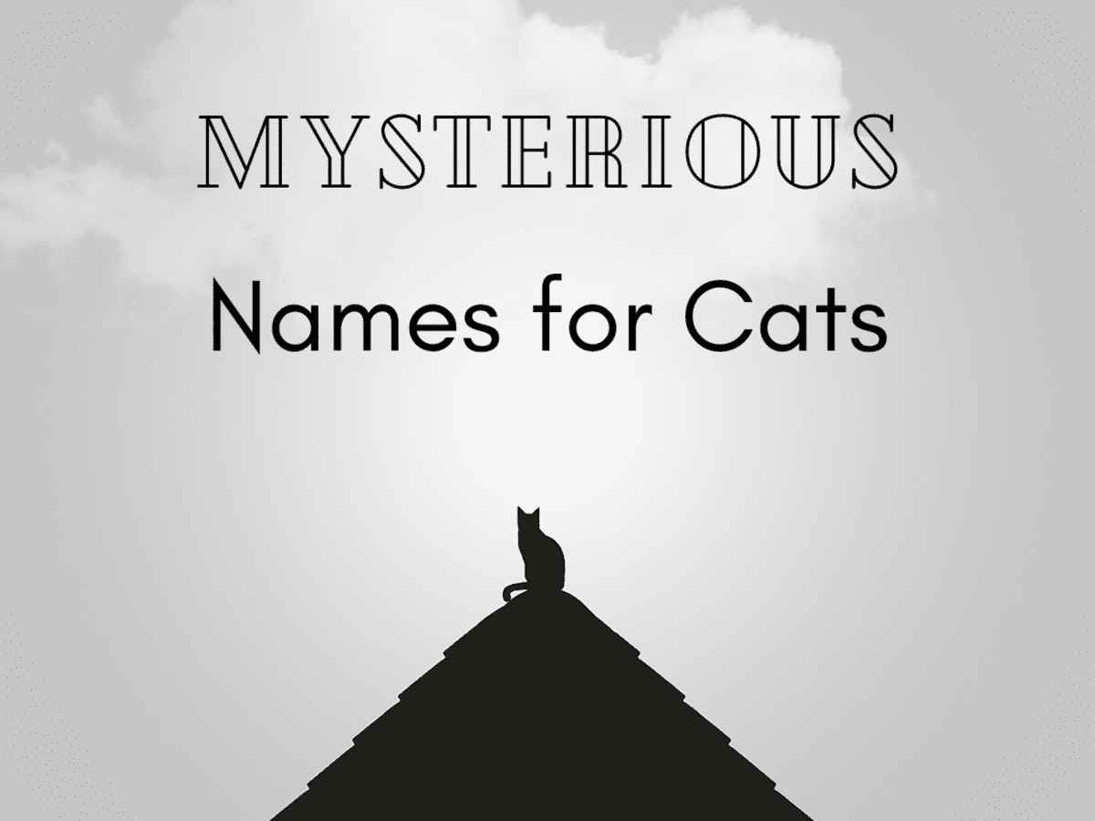 150 Mysterious Names For Cats Pethelpful