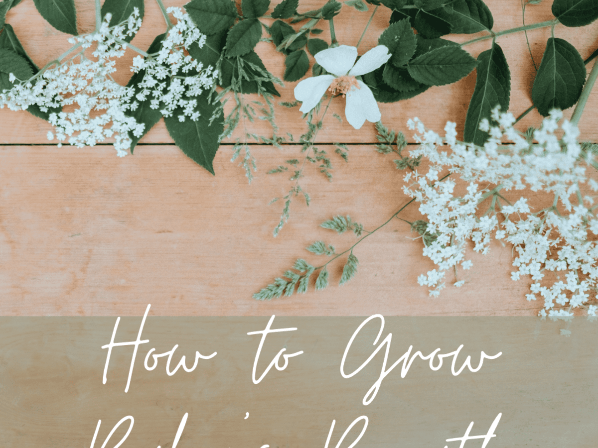 How To Grow Baby S Breath Or Gypsophilia Dengarden