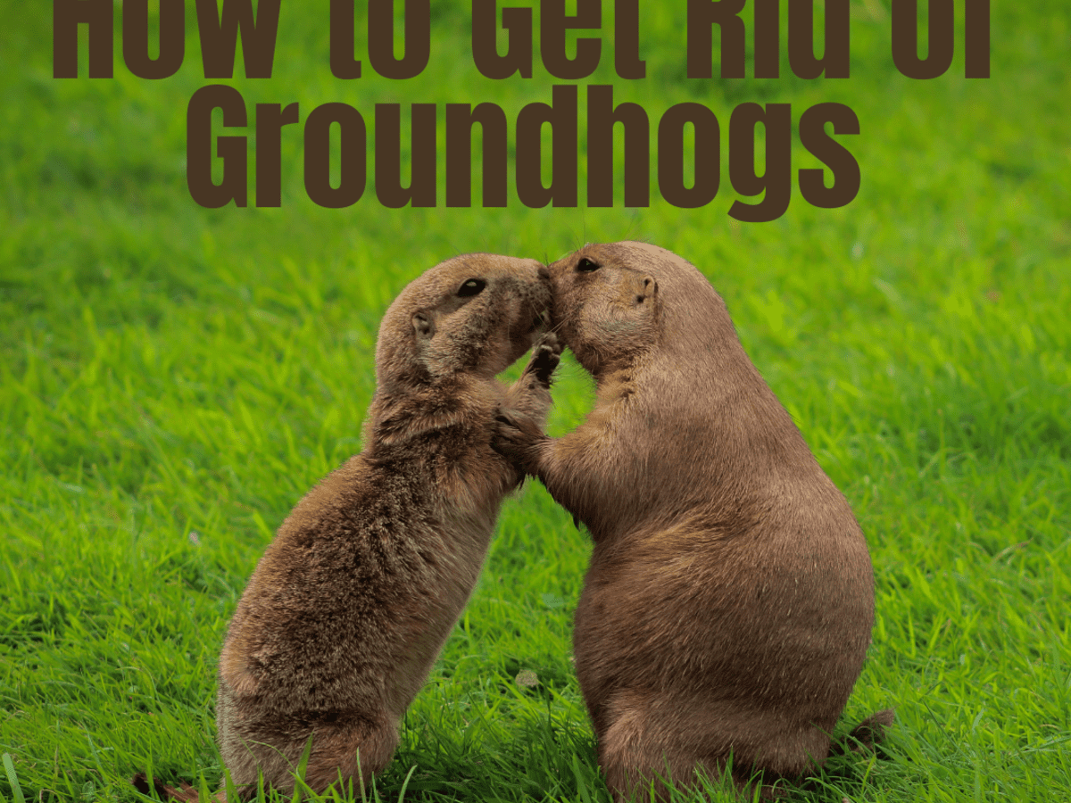 12 Effective Ways to Get Rid of Groundhogs for Good - Dengarden