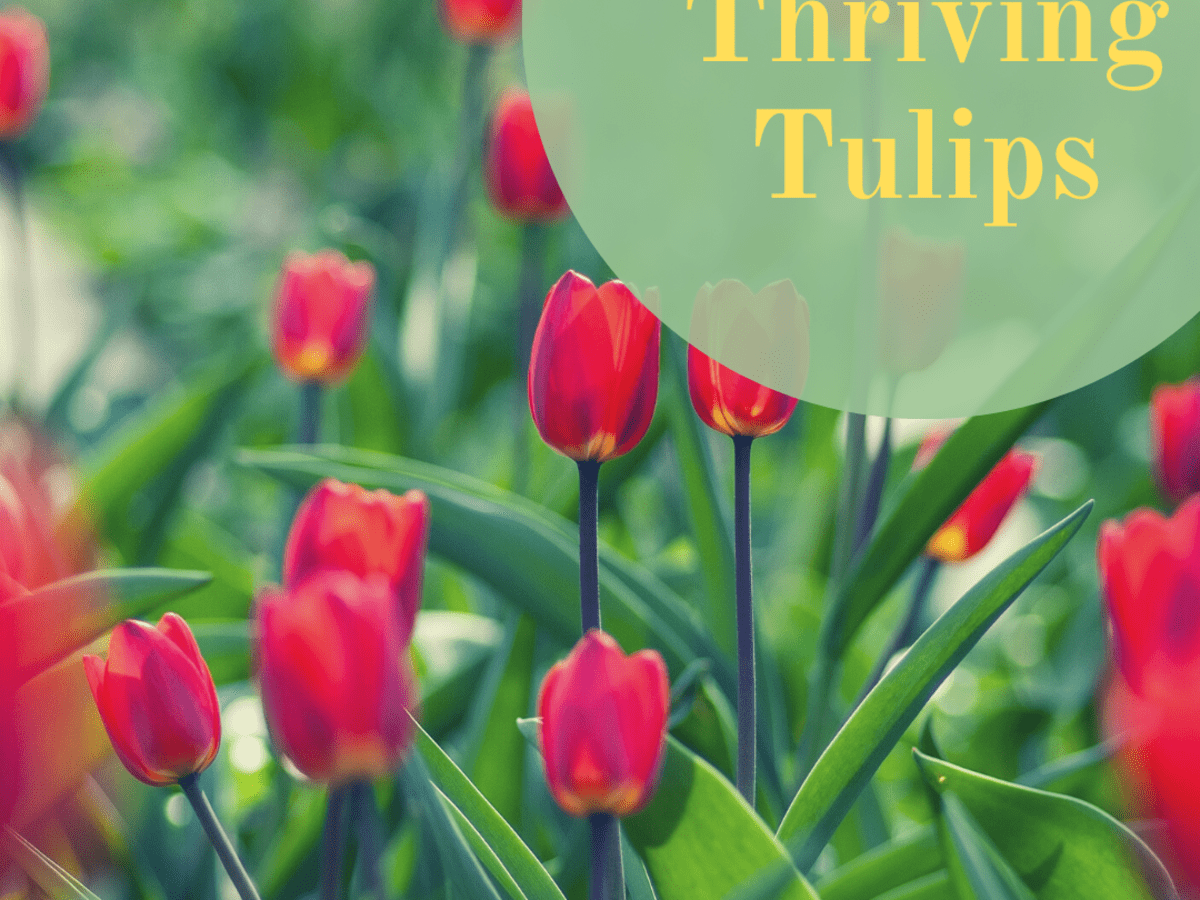 2PCS Yard Cabbage Rare Tulip Bulbs Aroma Tulip Plants Garden X7K3 not a new 