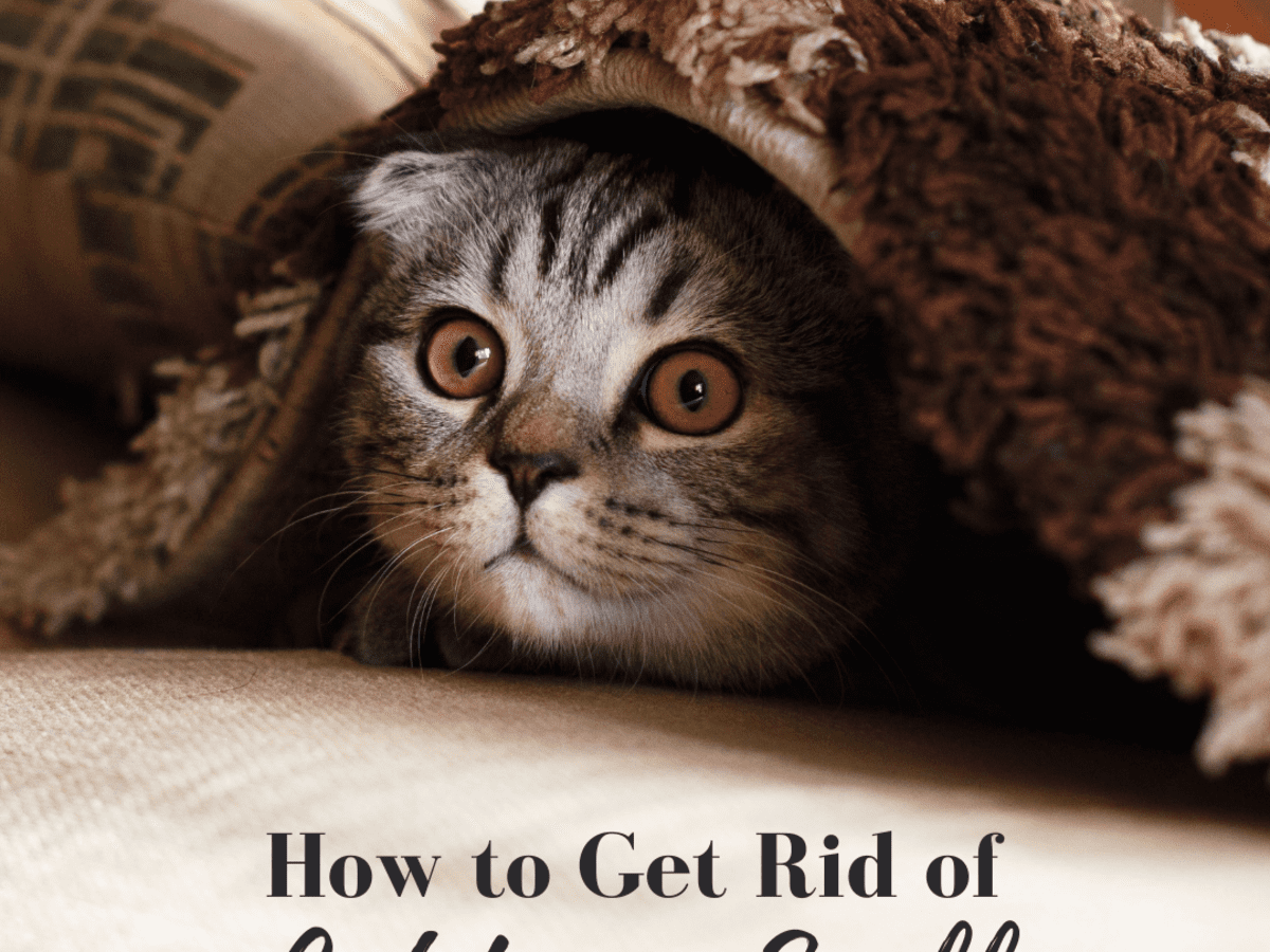 How To Eliminate Cat Urine Smell, Removing Cat Urine Smell From Hardwood Floors