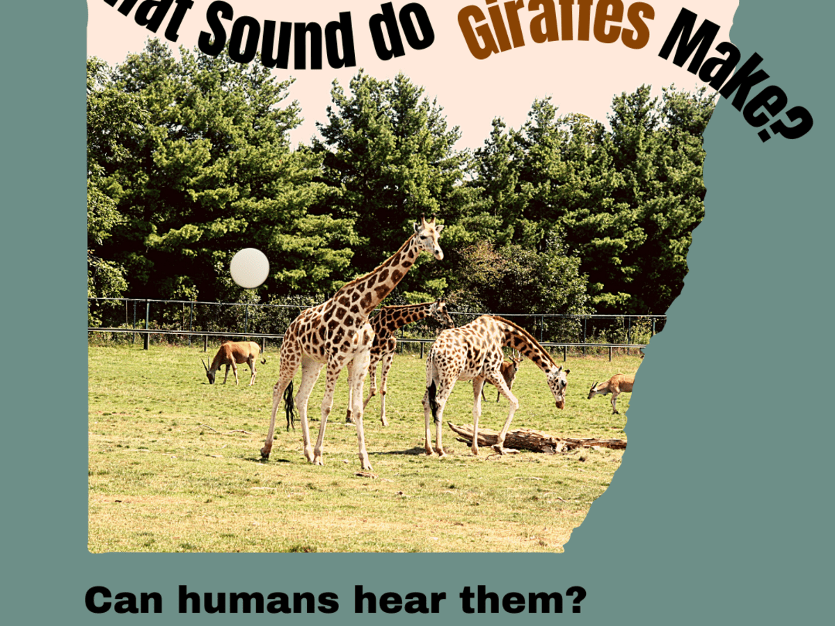 What Sound Does a Giraffe Make? - Owlcation