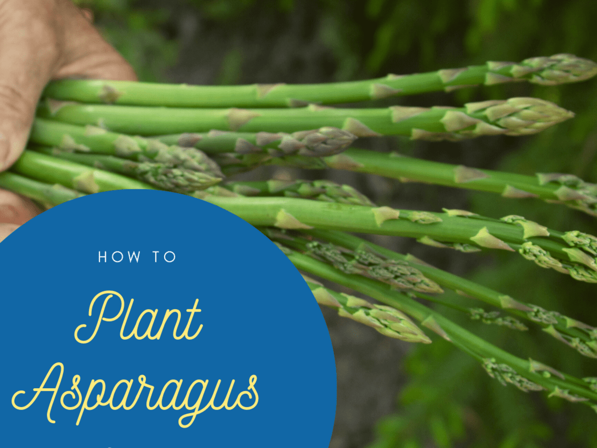 How To Plant Two Year Old Asparagus Crowns In Containers Dengarden