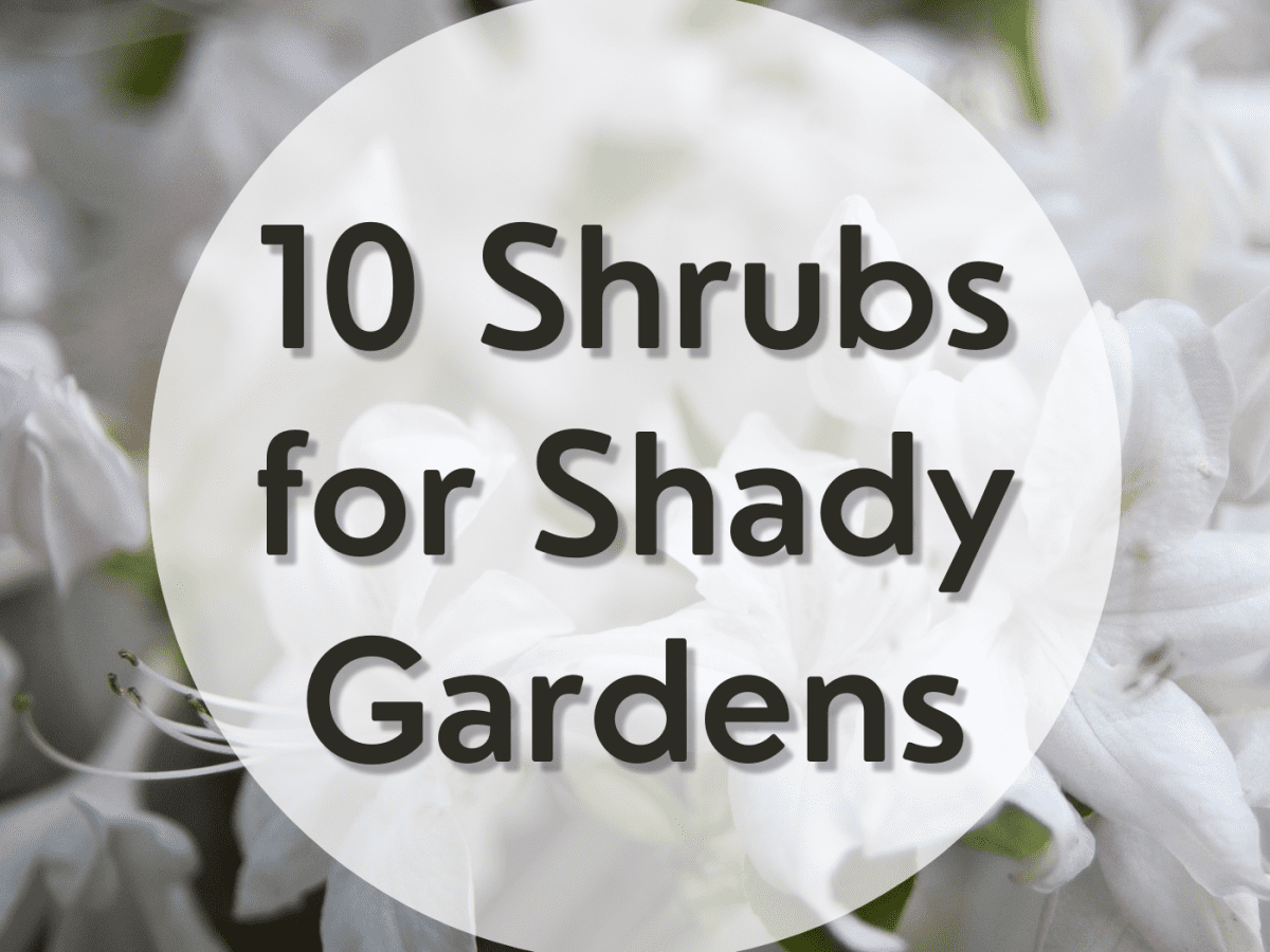 The Best Shrubs That Grow in Partial, Dappled, or Deep Shade ...