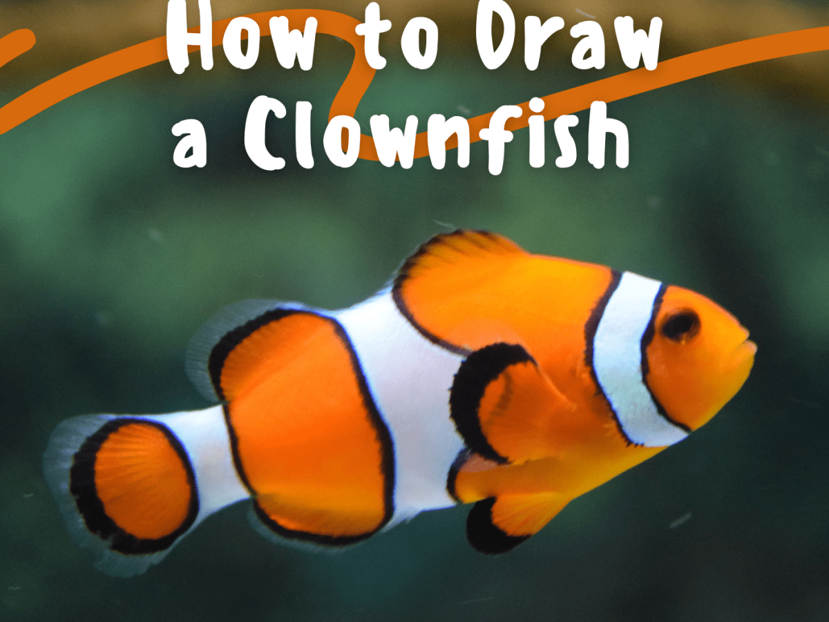 How to Draw a Clownfish - FeltMagnet