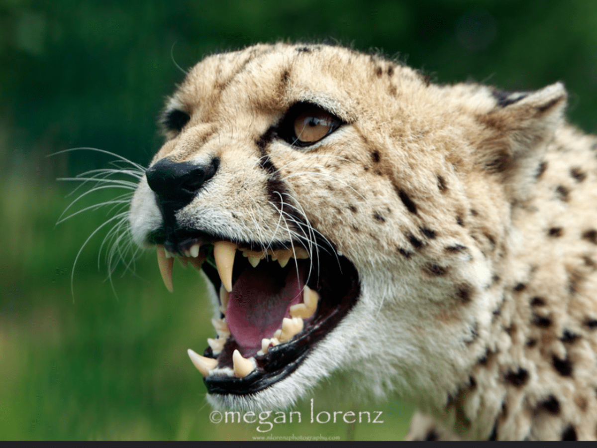 pet cheetah attack