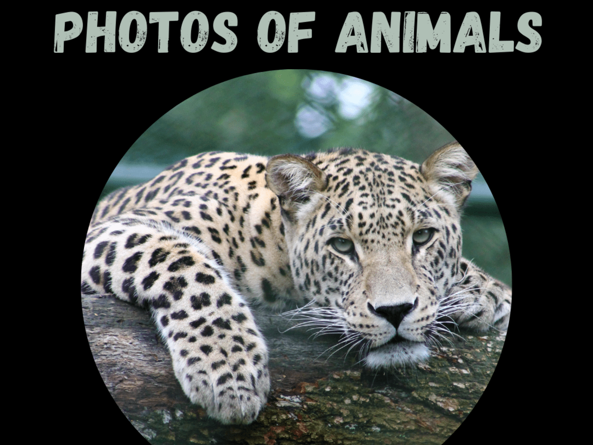 5 Tips for Taking Amazing Animal Photos - FeltMagnet