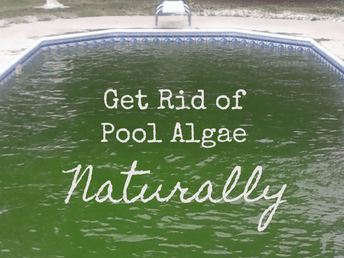 Реферат: Algae And Bacteria In Pools And Hot