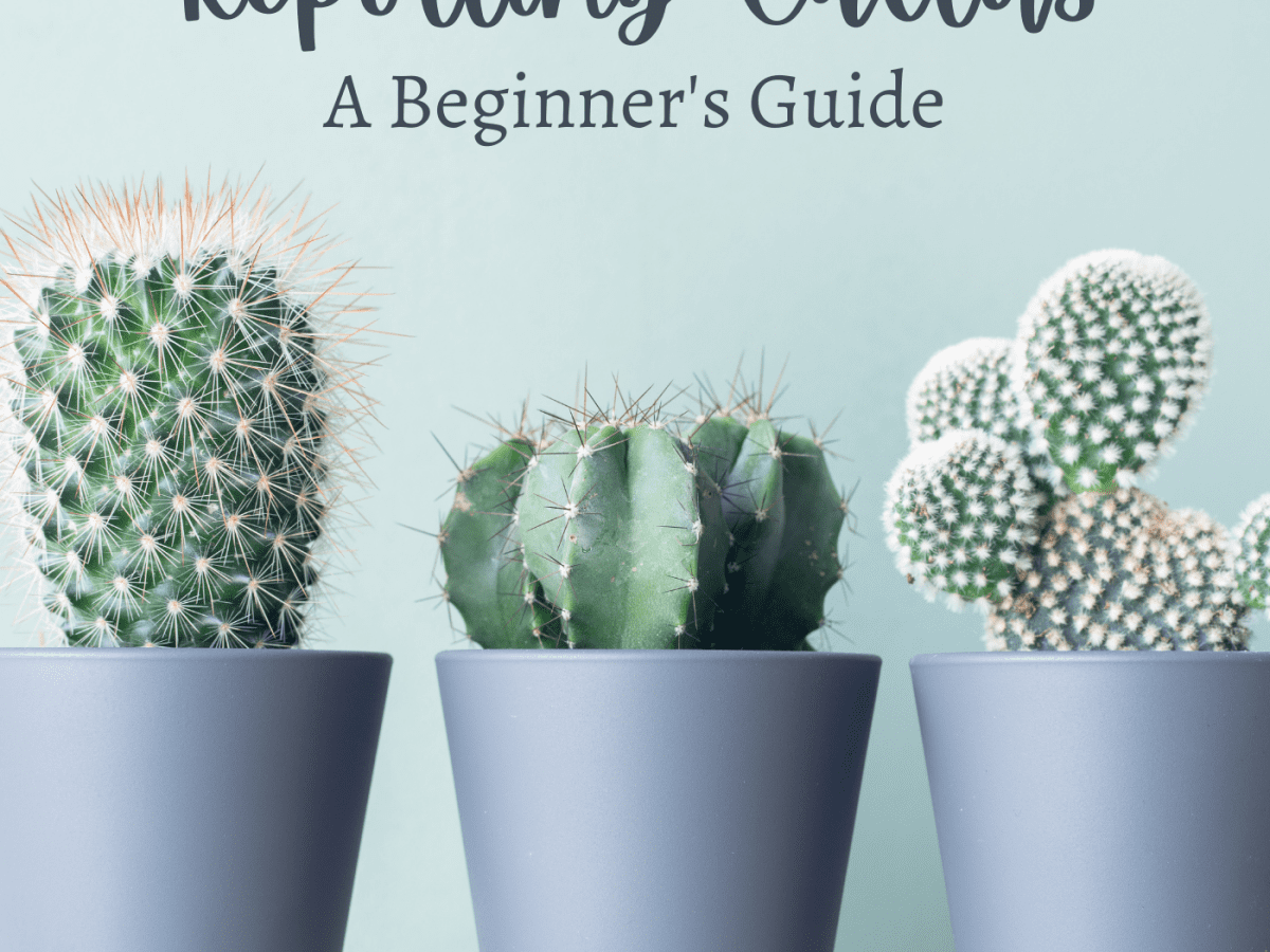 how to repot a cactus without getting hurt
