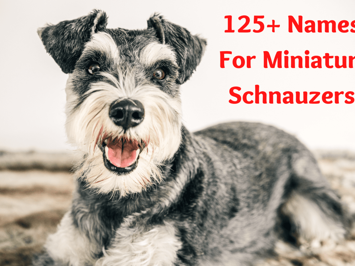 are miniature schnauzers intelligent dogs