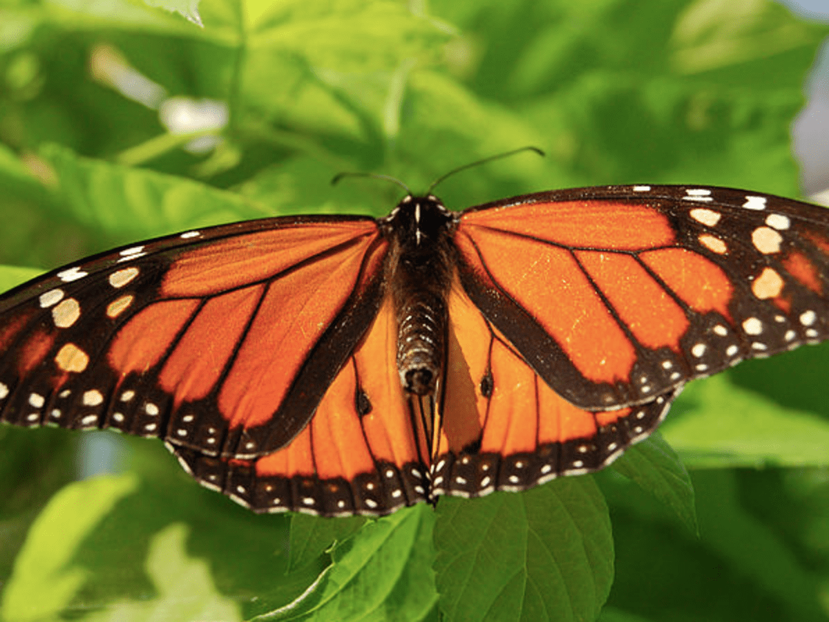 File:Monarch butterfly migration.jpg - Wikipedia
