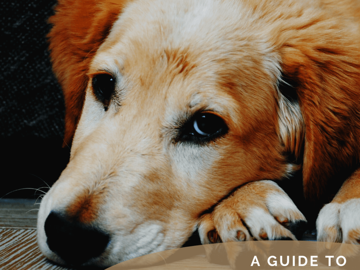 23 Dog ear flap swollen home remedy ideas