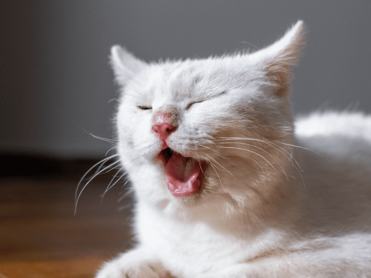 What Your Cat's Behaviors, Body Language, and Sounds Mean - PetHelpful