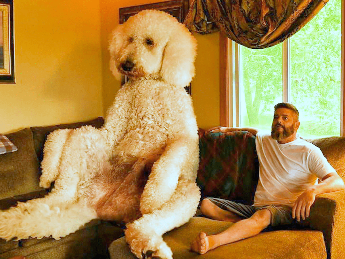 what is the largest poodle