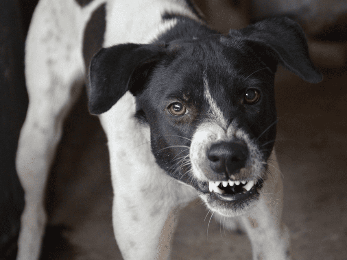 Are Greyhounds Aggressive