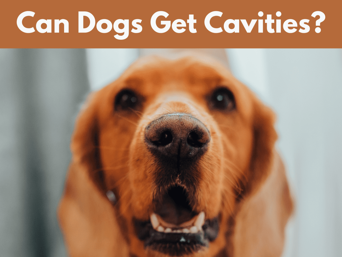 tooth decay in dogs remedies
