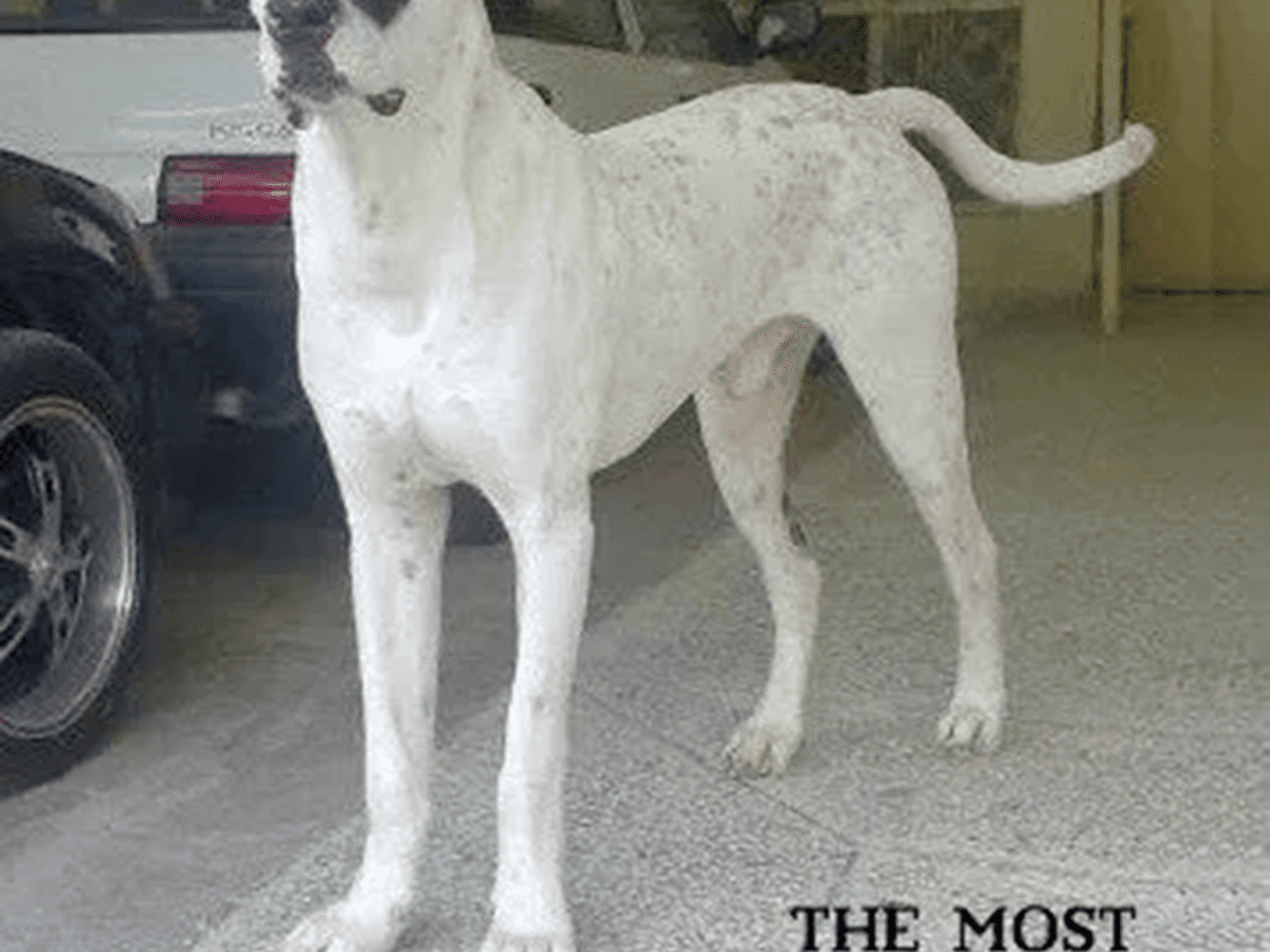 11 Most Dangerous Indian Dogs - PetHelpful