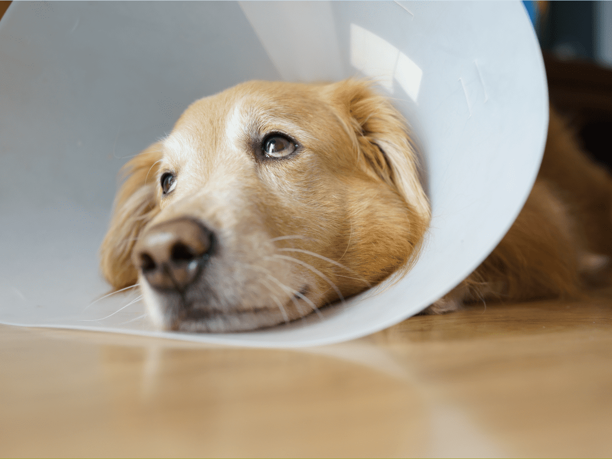 11 Ways to Keep a Dog Calm & Entertained After Spay/Neutering
