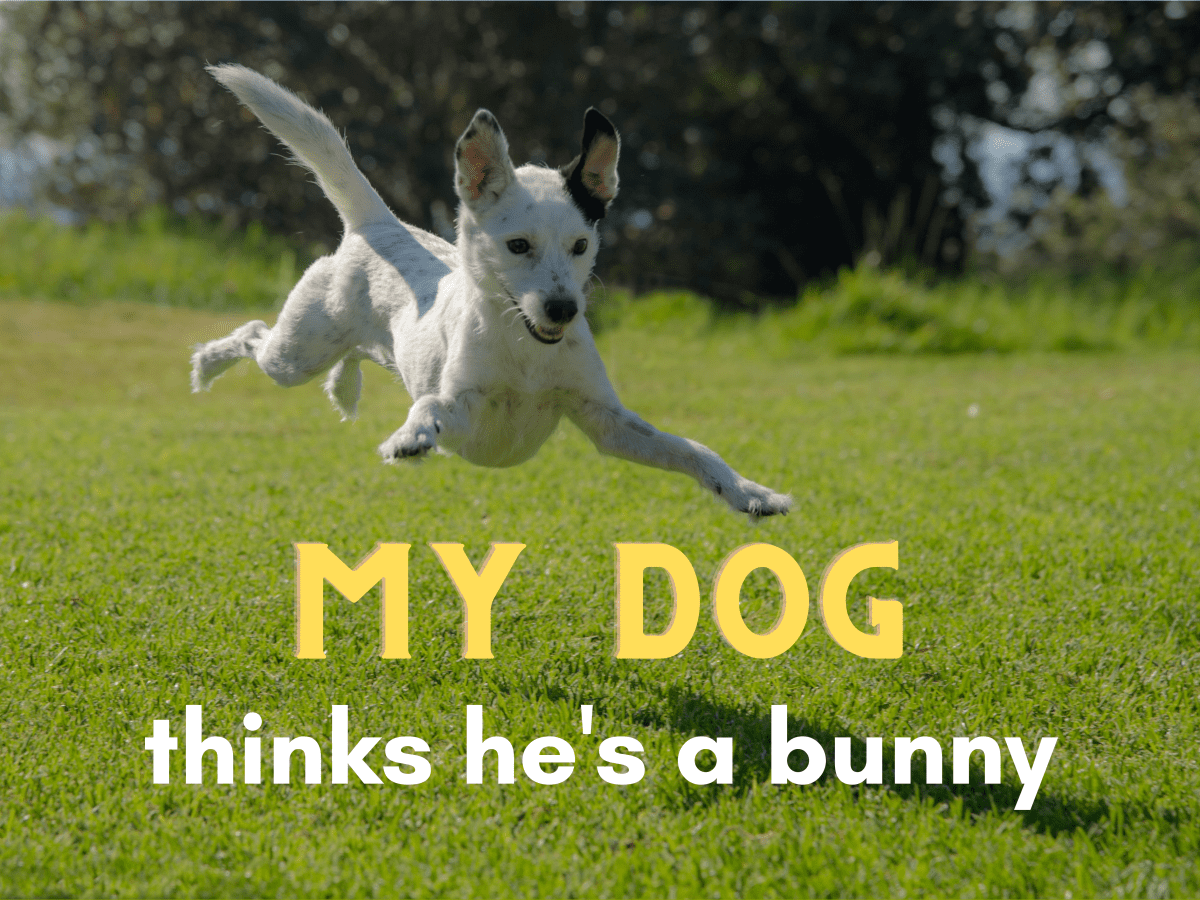 is bunny hopping normal in puppies