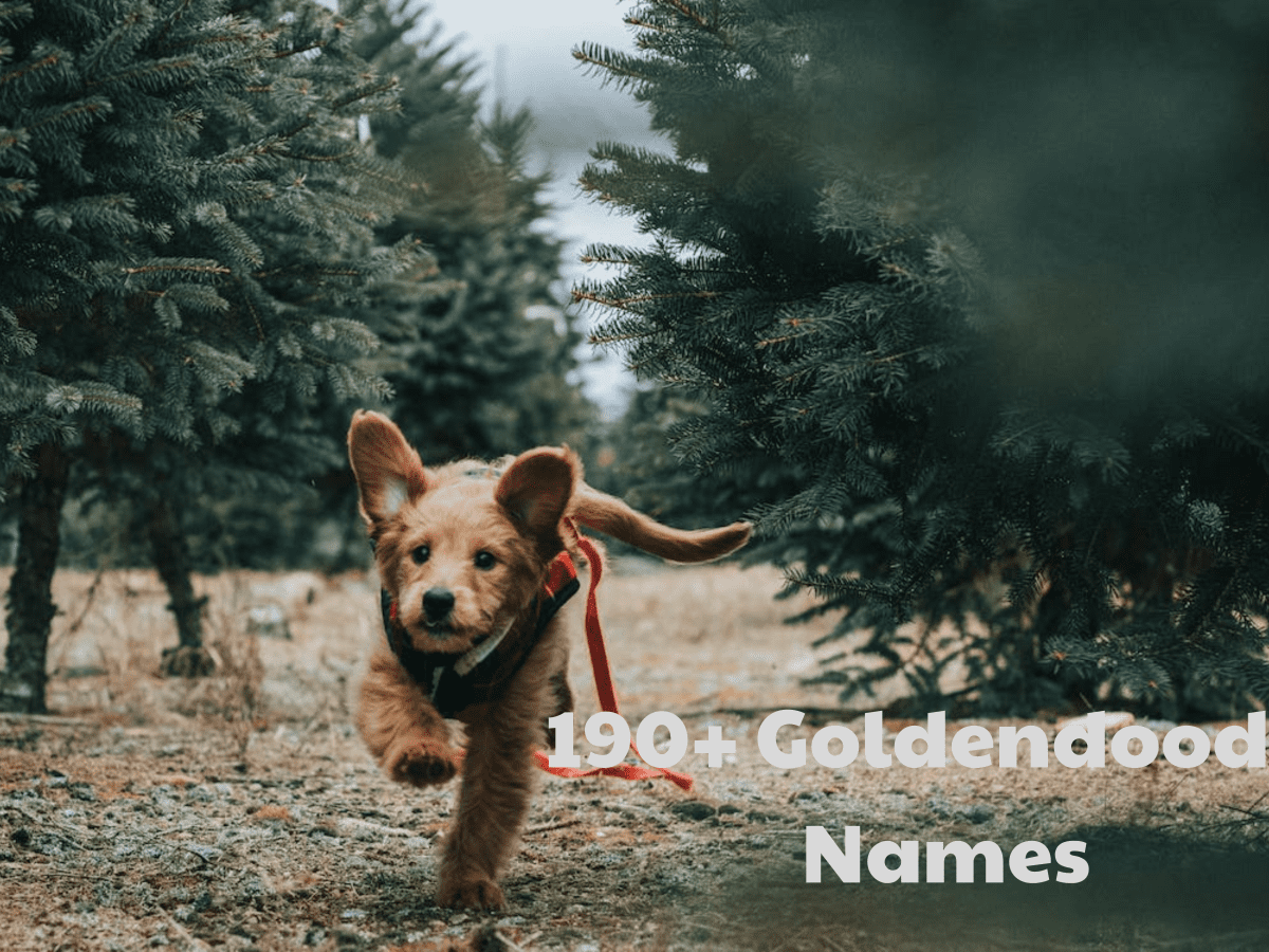 Goldendoodle Male Dog Names: Kickstart Your Naming Journey